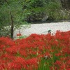 巾着田_高麗川（埼玉県日高市）