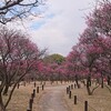 荒山公園の梅、見頃はもう少し先かな？