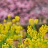 2025 京都 淀 河津桜 2