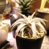 #734 Dyckia ML × SQの現在。