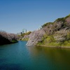 お花見🌸🌸🌸