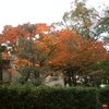 朝、通勤途中の紅葉