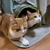 猫とサプライズ花火とヤクルト1000と