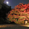 紅葉［六義園］
