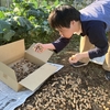 落花生大収穫と足腰の強い息子の作業姿勢