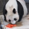 大熊猫見学