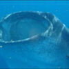 ﻿Beluga Whale Strikes The Waterway.