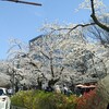 ４月９日、花見🌸🍺🌸満開きた～☺️