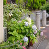 高槻散歩（2026.06.28）Ⅲ