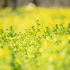 ずれたタイミング：今年の菜の花