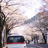 写真にっき：「桜」