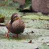 水元公園・オニバス池とごんぱち池