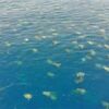 豪の島に集まった無数のアオウミガメ、6万4000頭が漂う動画が圧巻