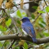 2023.04　オオルリ (Blue-and-white Flycatcher) 