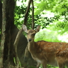 人間である前に動物でありたい