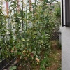 地植え株の秋花剪定 終了しました
