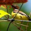 シンガポール　ガーデンバイザベイの野鳥たち