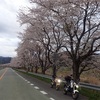 昨日の桜並木へ