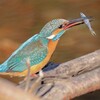 10月15日（木）『その時、人生は変わった！』自然を愛する野鳥写真家をお迎えします