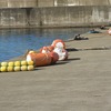 初乗り越前海岸　越前水仙