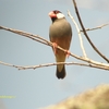 Java Sparrow ブンチョウ（ジャワの鳥その26）