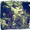 new寄せ植え！