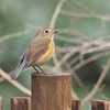 公園の野鳥達（2月11日）ルリビタキ３