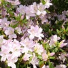 春爛漫！芝桜の絨毯とつつじの見頃、藤の花も開花し始めました