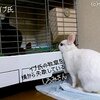 イブクロさんより【うさぎ里親募集】指の欠けがあるうえに残る指に怪我のあったネザーの女の子(１才)【神奈川近郊】 #usagi #kanagawa