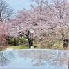 八戸市　三八城公園　桜の撮影