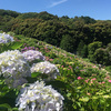 愛知県の形原温泉　あじさいの里と蛍