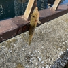 ハゼが釣れてホッとした