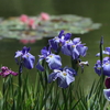 昭和記念公園を歩いて②【花菖蒲・睡蓮】～写真散歩～2022年6月