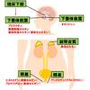   【基礎から学ぶ】性腺のホルモン【解剖生理学】