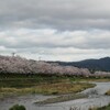 京都の桜