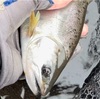 長良川本流釣りの忍耐力