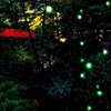 Fireflies 