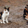 こうすれば野良猫撃退！番人くん設置の前に試すべきことは