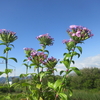 貴重な海浜植物「浜撫子」花盛り