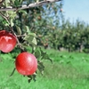 リンゴと健康について