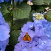 虫と花たちの美的センスの高さHigh aesthetic sense of insects and flowers