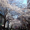 桜2012＠渋谷