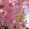 【箕面】勝尾寺と箕面の滝へお花見。しだれ桜が満開でした。