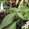 桂木山の植物（冬）