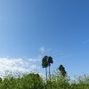 お芋堀りと「今週は予定なし！」（笑）