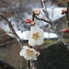 今年は花粉症が重い