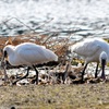 熊本）ヘラサギ？　クロツラ？　江津湖に珍鳥混成群