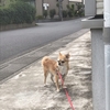 はじめまして🐕