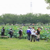 行田市の古代蓮と久喜市のラベンダー山