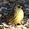 多摩地区で野鳥撮影